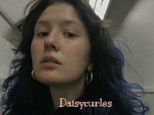 Daisycurles